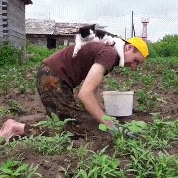 У всех дачников свой гороскоп...Летом они раки и водолеи..)