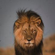 ������, 47 ���, �����