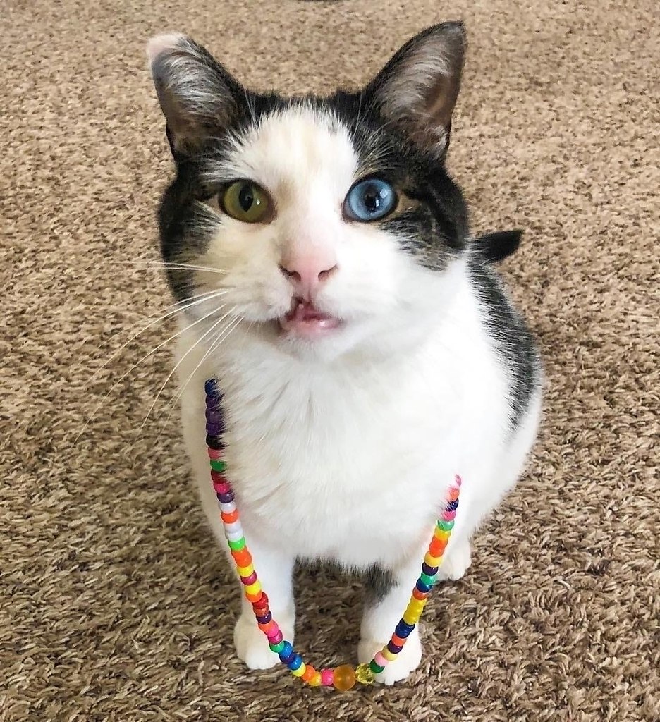 В США мальчика часто дразнили в школе из-за его разноцветных глаз и заячьей губы. Из-за этого у него ... - 2