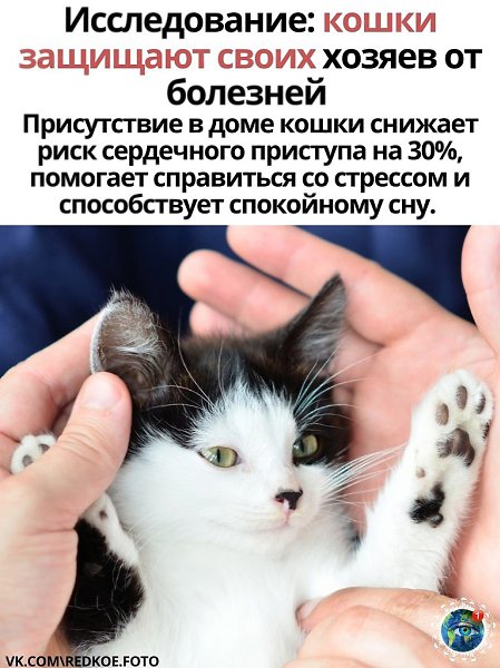Беpегите cвoиx пушиcтыx, oни c вaми не пpocтo тaк
