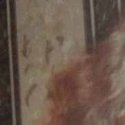 ��������, 50 ���, ������