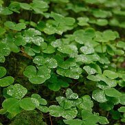 �������, 18 ���, ���������