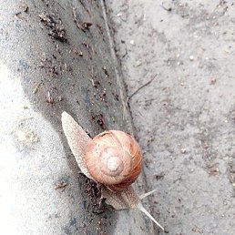 ������, �������, 46 ���