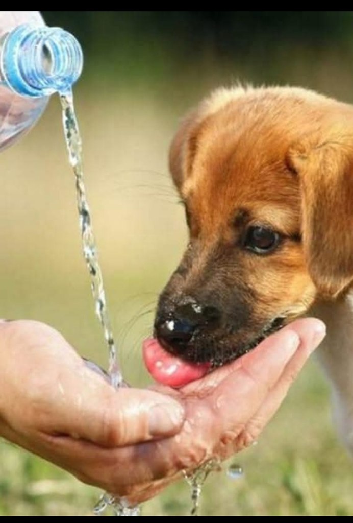 ЧАША ВОДЫ. Афганистан. Я всегда летом в жару выношу воду. Коты и птицы хотят пить, как и люди. И я ...