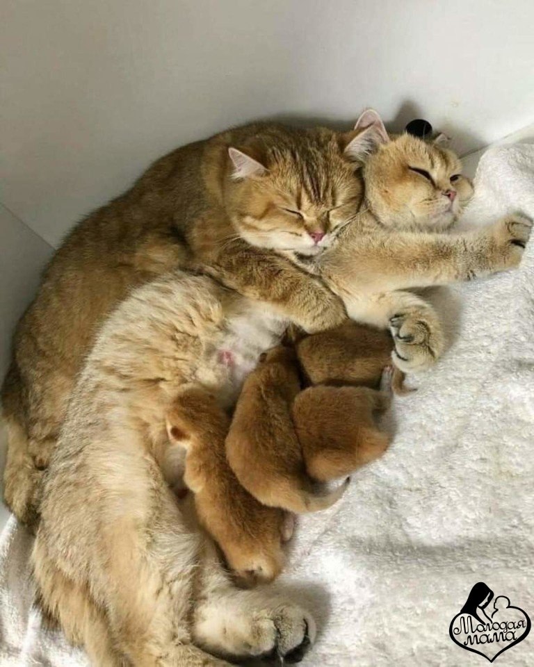 ��� ������ ����