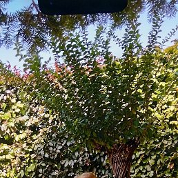 �����, ��������, 58 ���