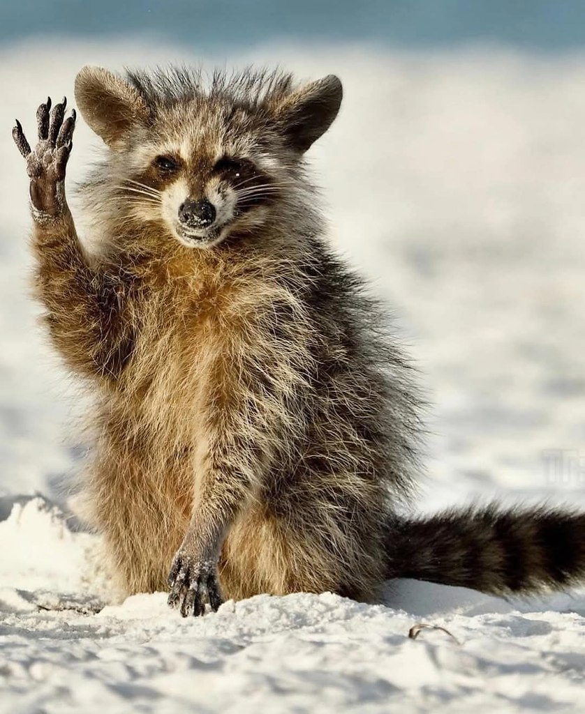 :)   Comedy Wildlife Photography Awards      - 3
