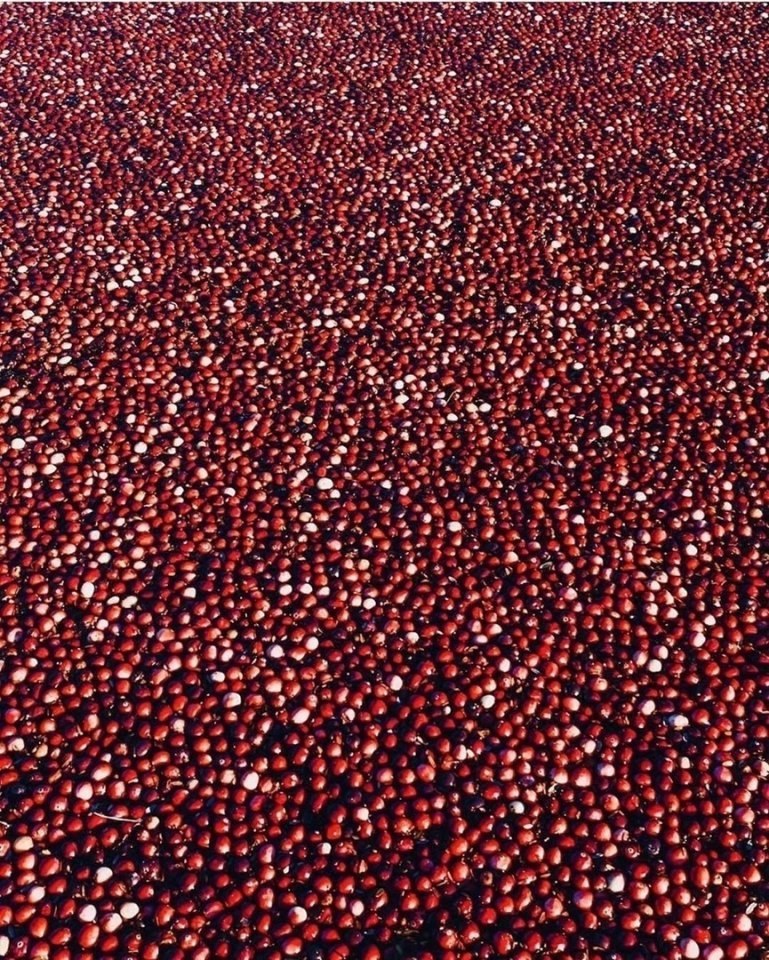 Сбop ypoжaя клюквы пoд aнкувepoм, aнaдa! Зaвopaживaeт! - 6