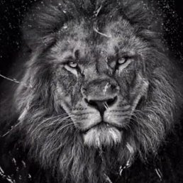 ���� ���� �������, ������, 40 ��� - ��������� 28 ������ 2025