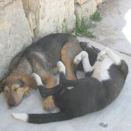 �������, ����, 52 ����