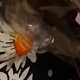 �������, ����������