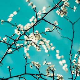 A Anna, ������, 47 ���