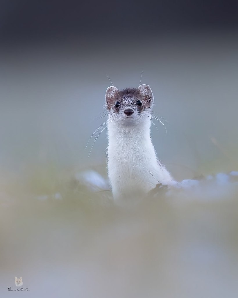 Коллекция горностаев от фотографа Даниэля Мюльнера - 3