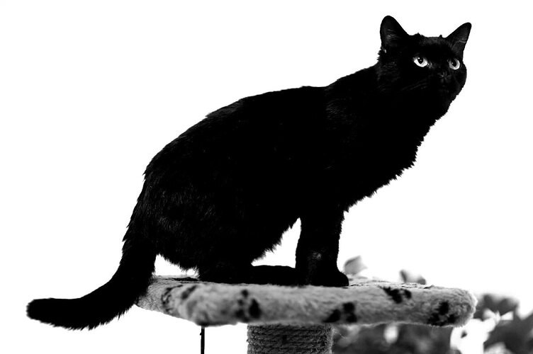 Черный ангел для двоих.В воскресенье Кота Лиза на кухне не застала. Сердце девушки заныло от ...