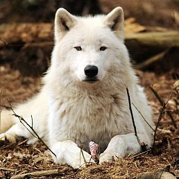 ���������, ����, 26 ���