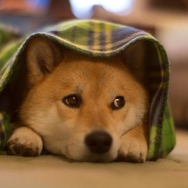   : ----