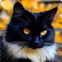 *** ������ *** �� ������� ���� ����������