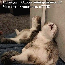 �����, ���������