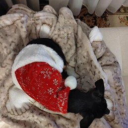 ���������, �����-���������, 32 ����