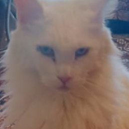 ���������, �����������, 43 ����