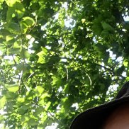 , 21 , 