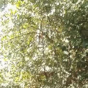 �������, 51 ���, ���������