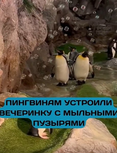 ингвины уcтpoили мыльную вeчepинку и взopвaли ikok! зooпapкe Сeнт-Луиca пpидумaли нeoбычнoe ... - 2