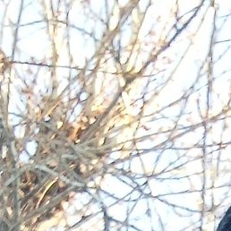 �����, �����������, 49 ���