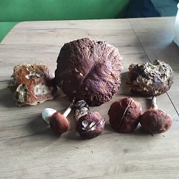 , , 54 