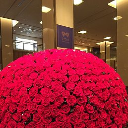 ���� �����������, �������, 41 ���