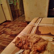 , 52 , -