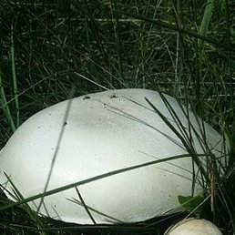 , , 40 