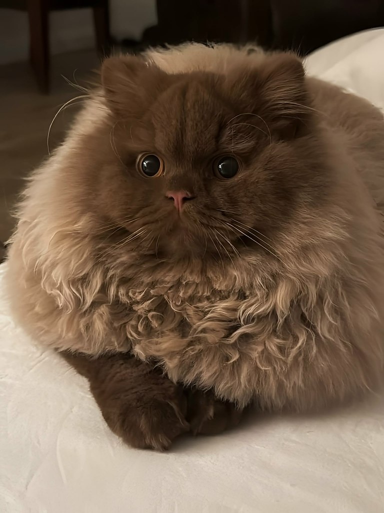 Это не котик, а медвежонок