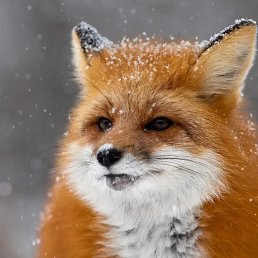 ���� ������, �������, 50 ��� - ��������� 1 ������ 2026