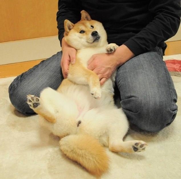  -   ,    Doge   Dogecoin.   ... - 2