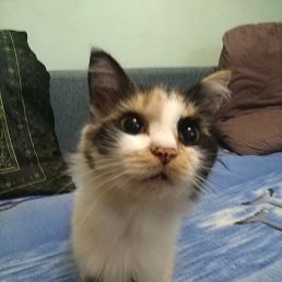 �������, ������, 37 ���