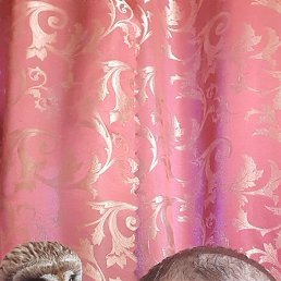 �������, 45 ���, �������