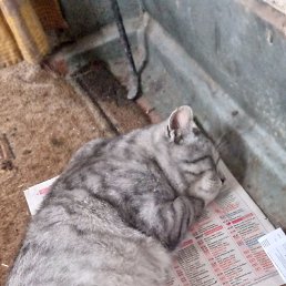 ���� ������� �������, ������, 43 ���� - ��������� 10 ������ 2024