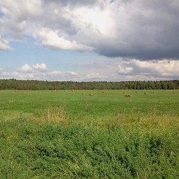 Bos68, -, 46 
