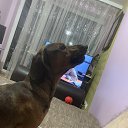 ���� Ygor, �������, 64 ���� - ��������� 18 ������ 2024