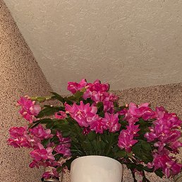 ���� Ana, �������, 63 ���� - ��������� 5 ������ 2023