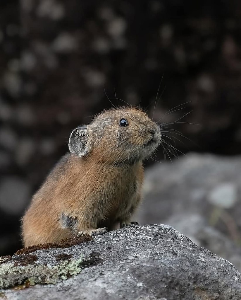 :)   (Ochotona hyperborea yesoensis)   ,    ... - 3