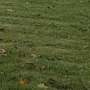 �����, 44 ����, �����-���������