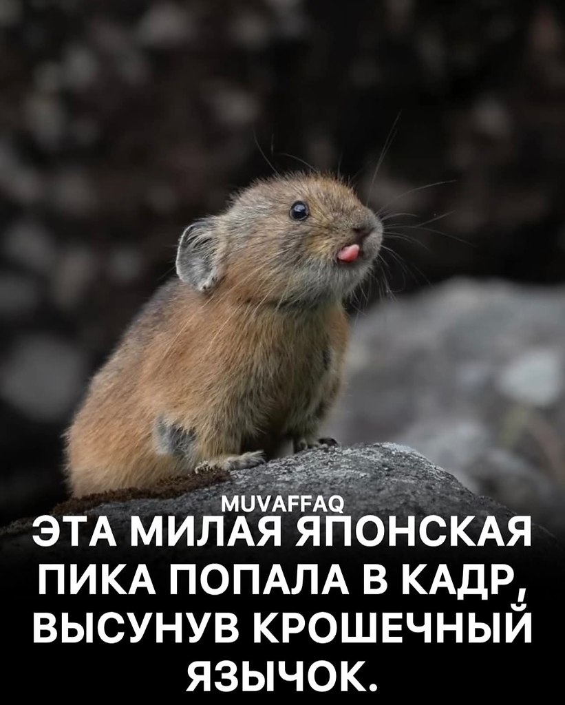 :)   (Ochotona hyperborea yesoensis)   ,    ...
