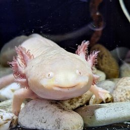 �������, ������, 50 ���