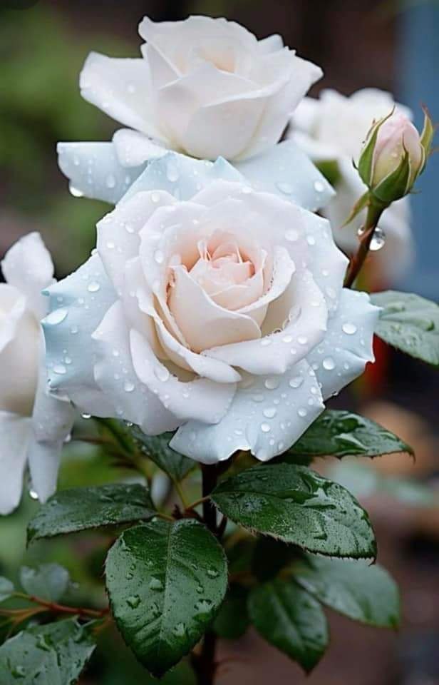 m  u m m , u nmu   .  u m ...