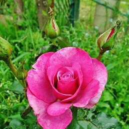 �������, ������, 51 ���