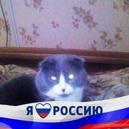 �������, ��������, 40 ���