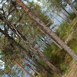 ����, 36 ���, �������