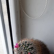 �����, 65 ���, ���������